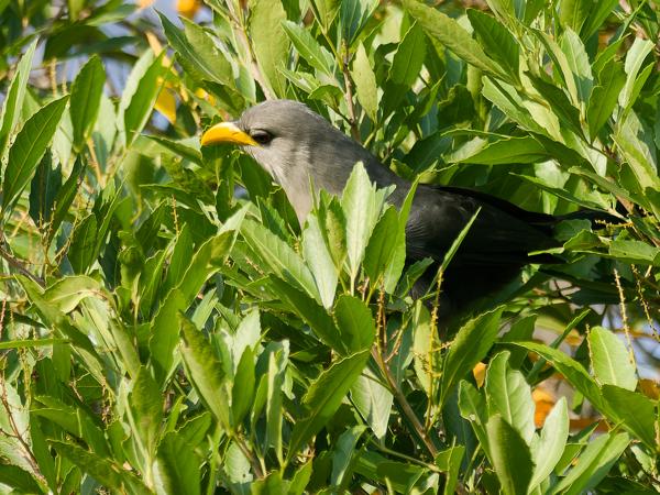 <h3>Ceuthmochares australis / Green malkoha / Groene geelsnavelmalkoha</h3>OM-1 Mark II with OLYMPUS M.300mm F4.0, 1/2000 sec at F4.0, ISO 800, distance 16.5 m